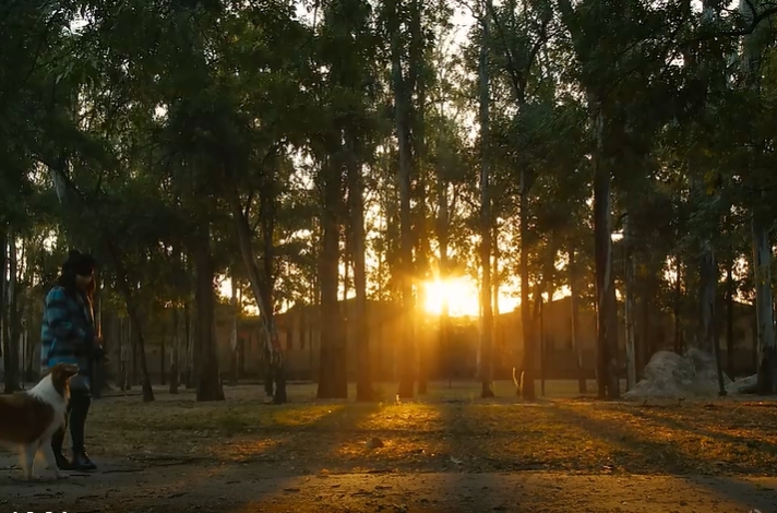 朝阳美女和狗森林散步视频素材