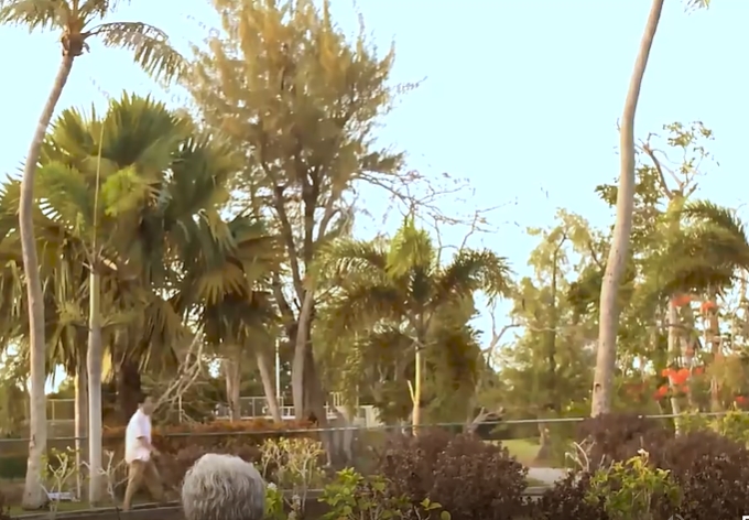 老人公园看景走路短视频素材