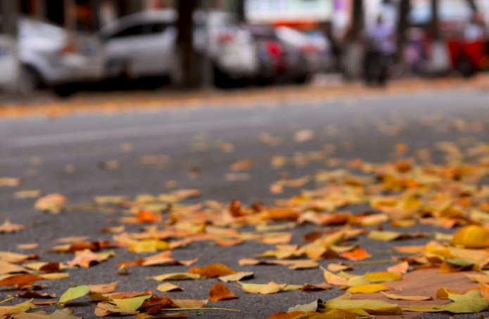 车辆驶过落叶满地的公路视频素材