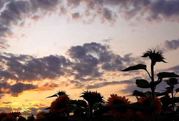 天空中乌云翻滚地上向日葵静静矗立视频素材